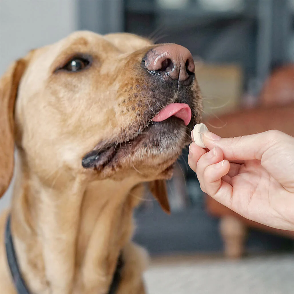 SuperDog Health & Vitality - Image 5